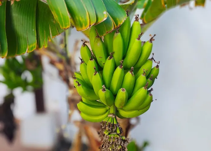 Villa Lanzarote Cloclo - Private Heated Pool, Wifi, Private Parking Playa Blanca (Lanzarote)